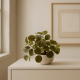 Artificial Plant